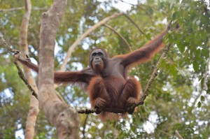 Trans Borneo Expedition 2014         